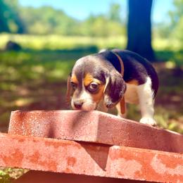 Nutella - White black and tan female Beagle puppy in Judsonia, Arkansas from Mayberry Acres Beagles and Basset Hounds