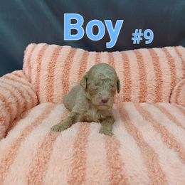 Goldendoodle Puppies from Georgetown designer dogs and purebred puppies