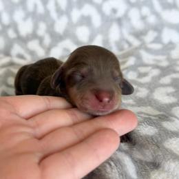 Chai - Chocolate female Dachshund puppy in Stamford, Texas from West Texas Miniature Dachshunds
