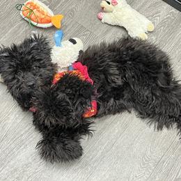 Chinese Shar-Pei and Pumi Puppies from Nixie Kennels