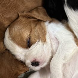 Cavalier King Charles Spaniels from Royal Country Cavaliers of Missouri