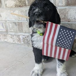 Kobuk - Black and white Portuguese Water Dog puppy in Jacksonville, Florida from Filo House