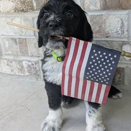 Kobuk - Black and white Portuguese Water Dog puppy in Jacksonville, Florida from Filo House