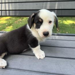 Dalton Special Needs - Black and white male Cardigan Welsh Corgi puppy in Wekiwa Springs, Florida from It is Corgiland