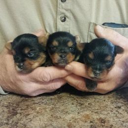 Yorkshire Terriers from Patti Hood's Yorkshire Terriers