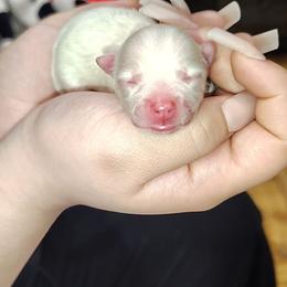 Channel - Cream female Pomeranian puppy in Illinois from Maribel Poms