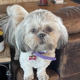 Lizzie - Shih Tzu