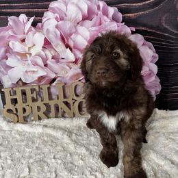 Aussiedoodle Puppies from Soap Creek Kennels