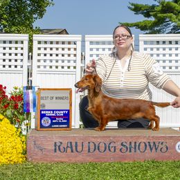 Brittany and Dachshund All Grown Up from Township Line Dachshunds & Brittanys