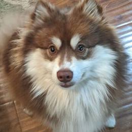 Taz - Pomsky
