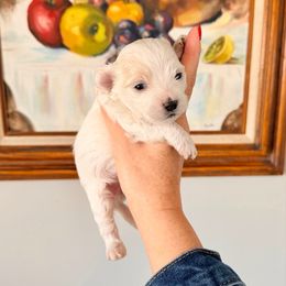 Dasher - White male Maltipoo puppy in West Jordan, Utah from Gem Puppies of Utah