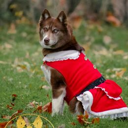 Border Collies, Miniature American Shepherds, Siberian Huskies, and Toy Australian Shepherds from Alpine Tails