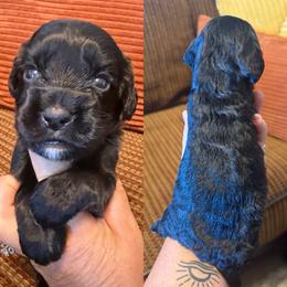 Black 2 - Black female English Cocker Spaniel puppy in Millen, Georgia from Pine Hill Kennels