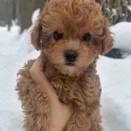 Maple - Red female Havapoo puppy in Lake Ann, Michigan from Riyem Wildflower Farms