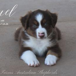 Samuel - Red tri male Miniature Australian Shepherd puppy in Grandfield, Oklahoma from Hunt Farms Australian Shepherds