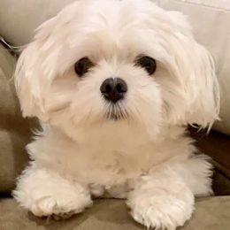 Maltese from Kristy Humphries
