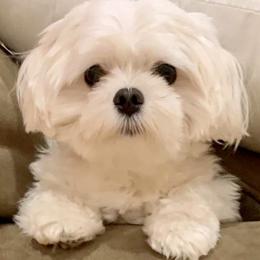 Maltese from Kristy Humphries