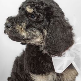 Poodle Puppies from DoodleHaven