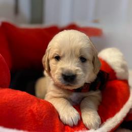 Blue - Light golden male Golden Retriever puppy in Seville, Ohio from Retriever Ranch
