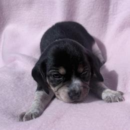 Pocket Beagle Girl 4 - Black tan and white female Beagle puppy in Gentry, Arkansas from HC Puppy Ranch