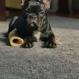 French Bulldog All Grown Up from Kallis Family Frenchies