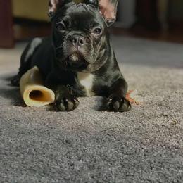 French Bulldog All Grown Up from Kallis Family Frenchies