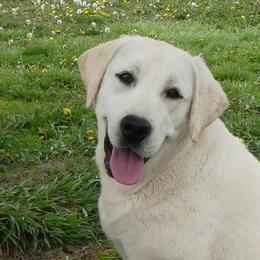 Mia - Labrador Retriever