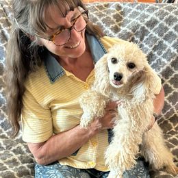 Chardonnay - Poodle