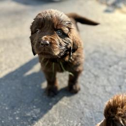 Girl 1 - Brown female Newfoundland puppy in Petersburg, Michigan from J & J Meadows