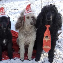 Poodles from Winter Wonderland Kennels