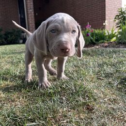 Weimaraner Puppies from Baird Weims - AKC registered