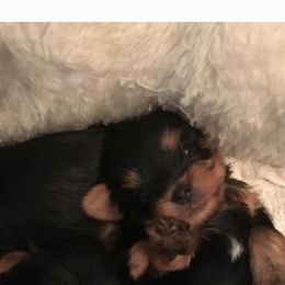 Yorkshire Terrier Puppies from Chestnut yorkies