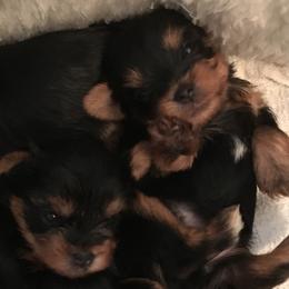 Yorkshire Terrier Puppies from Chestnut yorkies