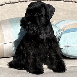 Giant Schnauzer and Miniature Schnauzer Puppies from My Angel Schnauzers