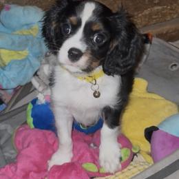 Mike - Tri-color male Cavalier King Charles Spaniel puppy in Lawton, Oklahoma from Wild Wishes Cavaliers