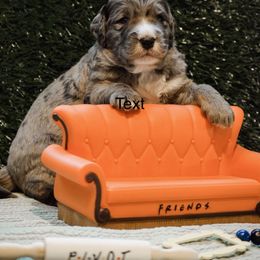Bernedoodle and Bernese Mountain Dog Puppies from Brentwood Berners