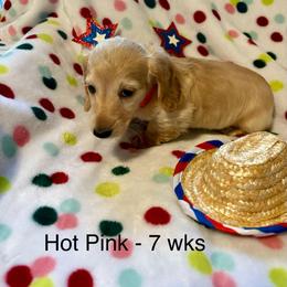 Girl 3 AKC 3995 (Hot Pink Collar) - Cream female Dachshund puppy in Ocala, Florida from Island Farms Mimi’s Dachshunds Florida