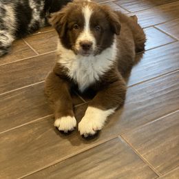 Major Fuego - Red tri-color Australian Shepherd puppy in Greenville, Texas from Huneycutt Wiggles