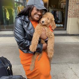 Goldendoodle Puppies from Suntini’s Goldendoodles