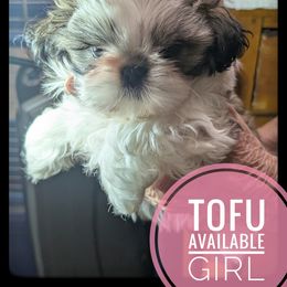 Tofu - Tricolor female Shih Tzu puppy in Orient, Ohio from Forever Friends Shih-Tzu