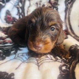 Ilo Silky Wire - Chocolate and tan male Dachshund puppy in Argos, Indiana from TKO Doxies
