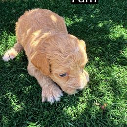 Pam - Red female Aussiedoodle puppy in Bakersfield, California from Annie's Aussies