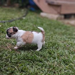 Dolly - Chocolate and white female Chihuahua puppy in Gray, Louisiana from Chi Chi's Place LLC
