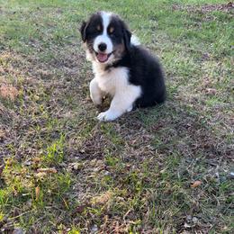 Caspian - Black tri-color male Australian Shepherd puppy in Terryville, Connecticut from Spirited Aussies