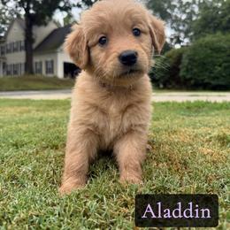 Aladdin - Golden male Golden Retriever puppy in Simpsonville, South Carolina from Upstate Revival Retrievers