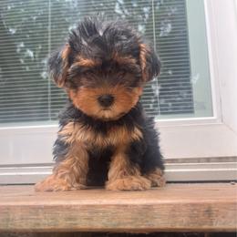 Tweety 2000 - Black and tan female Yorkipoo puppy in Gastonia, North Carolina from Dynasty Kennel
