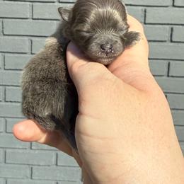 B-Dawg - Blue sable male Pomeranian puppy in Newark, Ohio from Keeperofstars Pomeranians