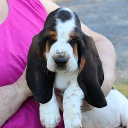 Ironman - Black white and brown Basset Hound puppy in Morton, Mississippi from Magnolia Basset Hounds