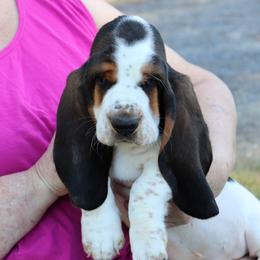 Ironman - Black white and brown Basset Hound puppy in Morton, Mississippi from Magnolia Basset Hounds