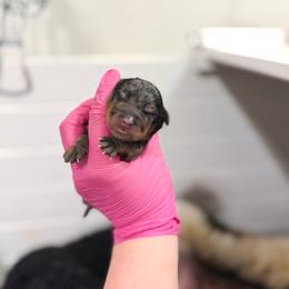 Girl 2 - Merle female Goldendoodle puppy in California City, California from Summer Sun Doodles